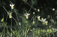 Angel's tears (Narcissus triandrus)