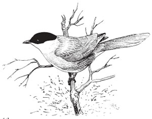 Azure-winged magpie