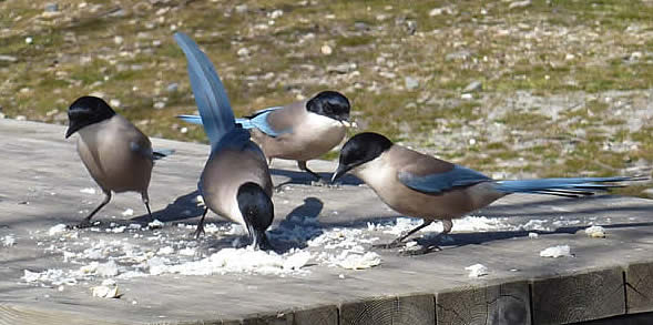 azure-winged magpies
