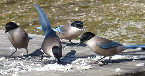 azure-winged magpies