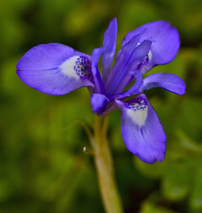 Barbary nut iris