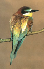Bee-eater
