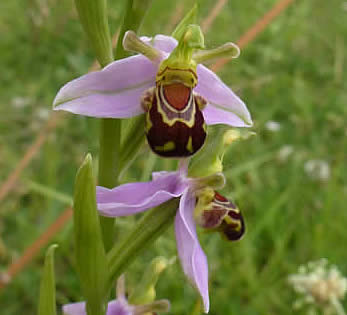 bee orchid in central Norwich