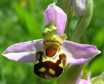 bee orchid, 17 June 2010