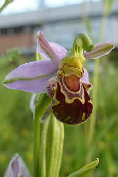 bee orchid with Norwich City FC behind