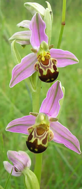 bee orchids