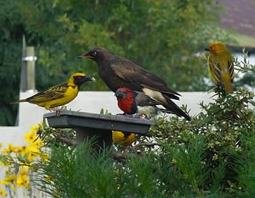 Wakkerstroom bird table