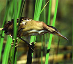 Little bittern