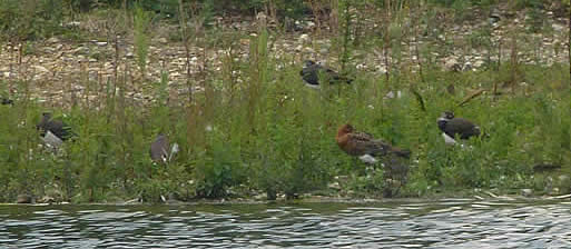 black-tailed godwit with lapwings