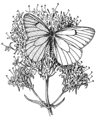 Black-veined white