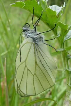 black-veined white