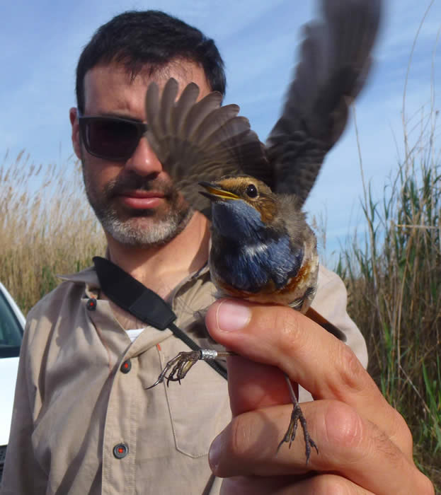 Pau with bluethroat