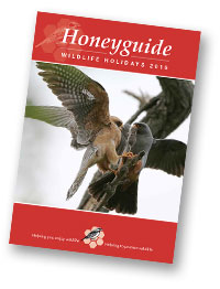 Honeyguide brochure 2015