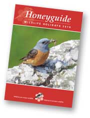 Honeyguide brochure