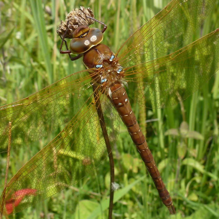 brown hawker