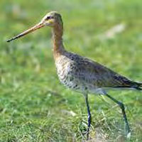 Black-tailed godwit