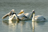 White pelicans