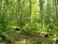 Strandja forest