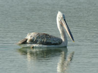 Dalmatian pelican