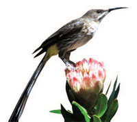 Cape sugarbird