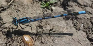 common blue damselfly