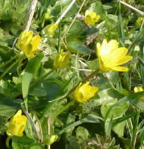 lesser celandines