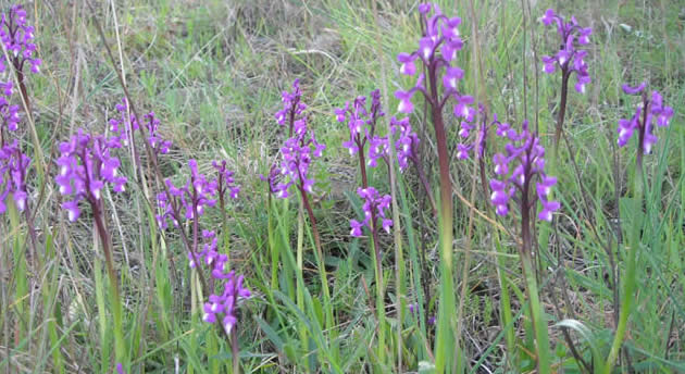 champagne orchids