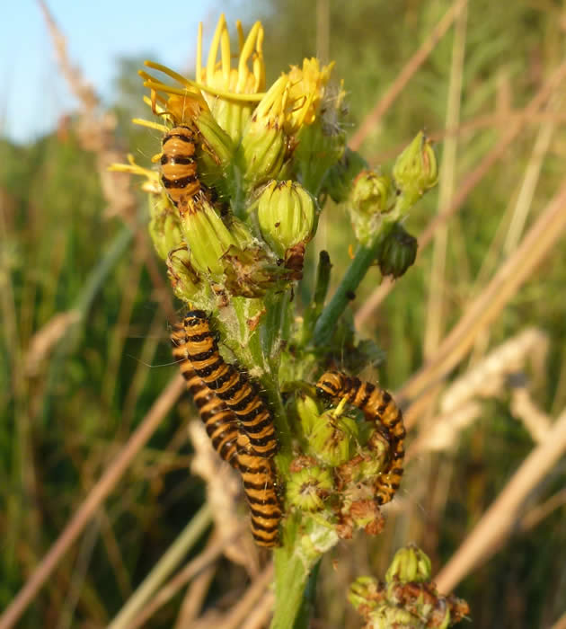 cinnabar moth caterpillars