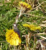 coltsfoot