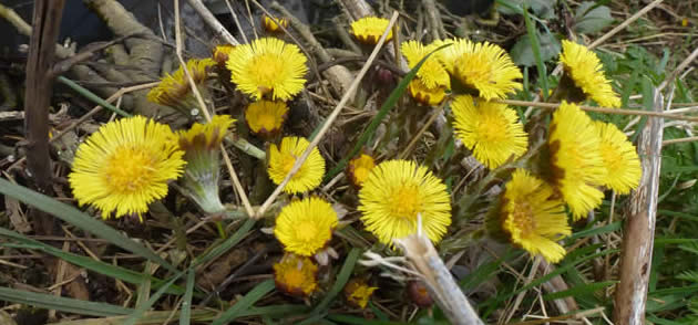 coltsfoot