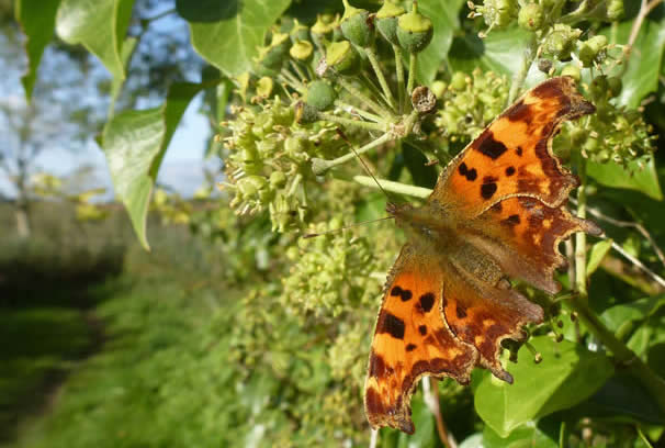 comma