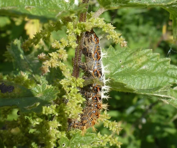 comma caterpillar