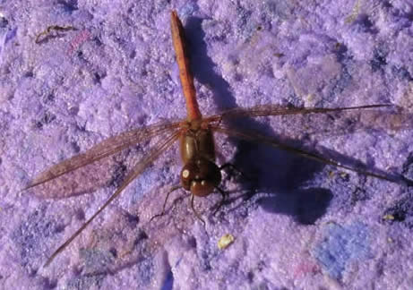 common darter, 9 Nov 2021