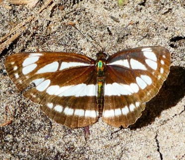 common glider