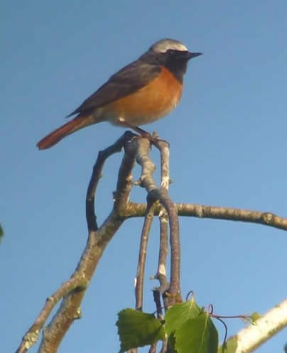 common redstart