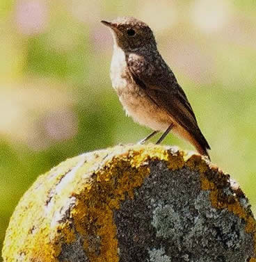 common redstart (David Porter)