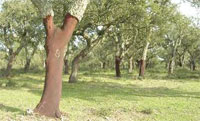 Cork Oak
