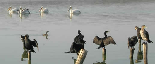cormorants and pelicans