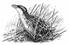 Corncrake 