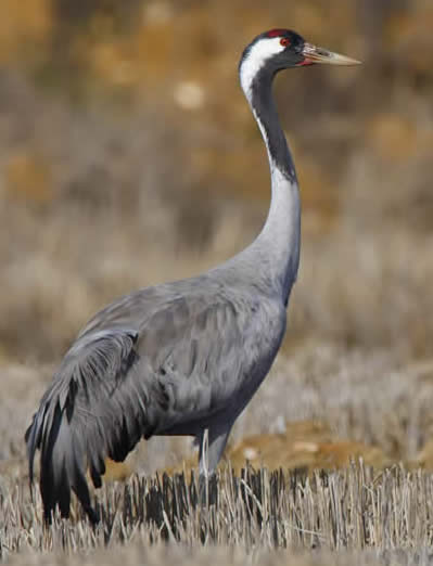 crane