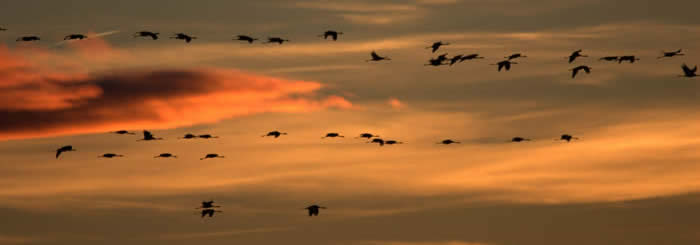 Cranes in Gallocanta