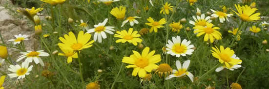 Crown daisies