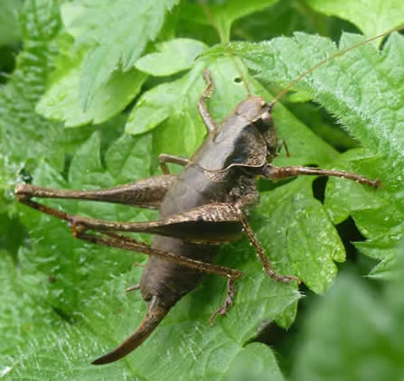 Dark bush cricket