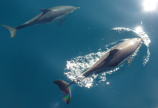 common dolphins, Gibraltar