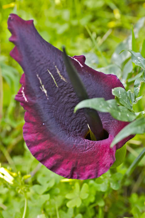 dragon arum