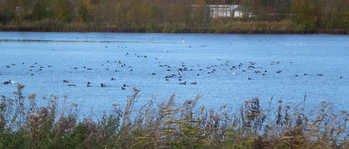 ducks on St Andrews Broad