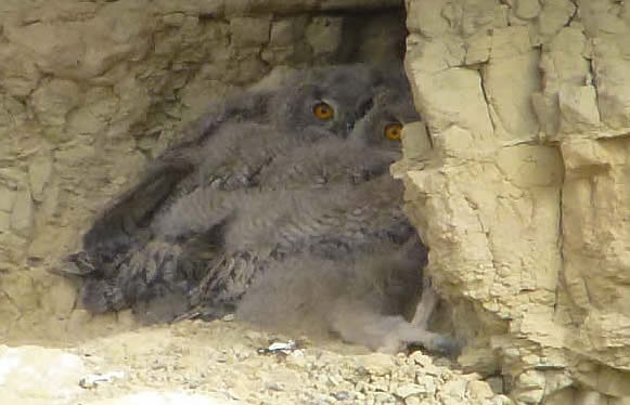 eagle owlets