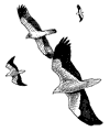 Egyptian vultures with booted eagle