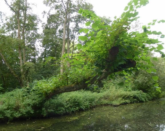 Common lime over a ditch at Fairhaven