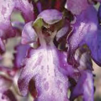 Giant orchid